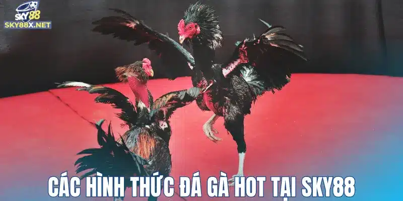 Các hình thức đá gà HOT tại Sky88