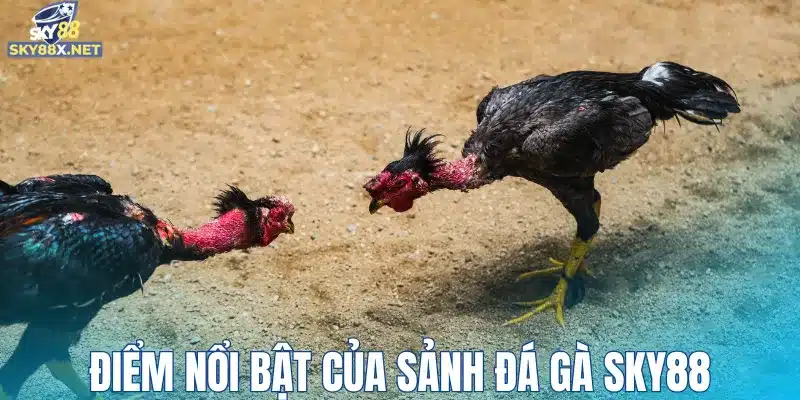 Điểm nổi bật của sảnh đá gà Sky88